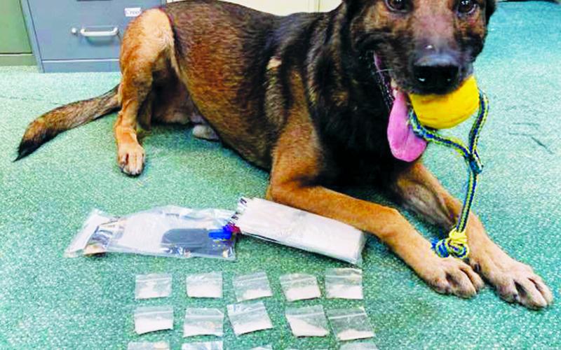 K-9 Bowie poses with his findings after Saturday’s stop on the Cherohala Skyway. Photo courtesy of Graham County Sheriff's Office