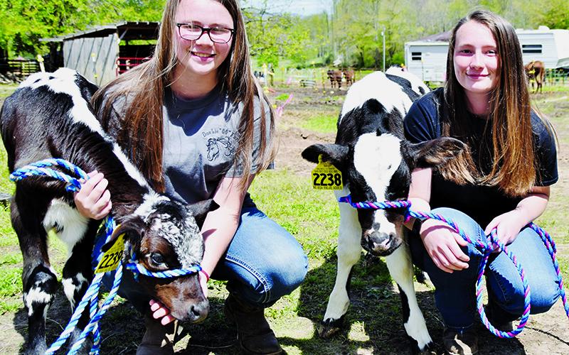 Lilly (left) and Abbie Lancaster work with the N.C. State Extension Office’s Dairy  Market Steer Program to care for calves at Double 00 Farms in Tuskegee. Photo by Art Miller/amiller@grahamstar.com
