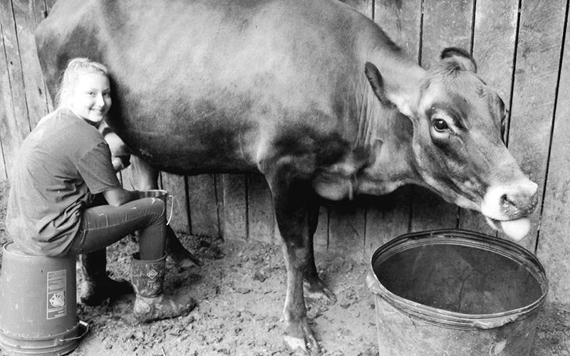 Ella McGuire milks “Jewel,” as part of her farm chores. Photo by Angela McGuire/Contributing Photographer