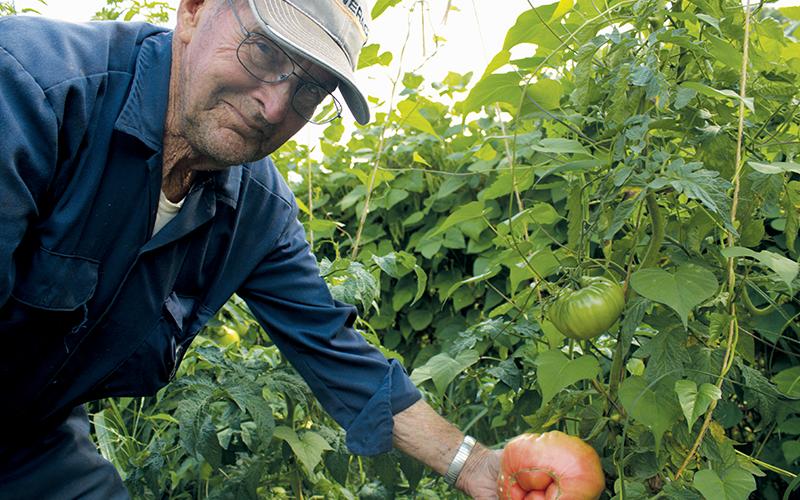 Billy Holder shows off a large tomato growing in one of his three gardens on family land in Stecoah. The 87-year-old has gardened his entire life. Photos by Charlie Benton/news@grahamstar.com