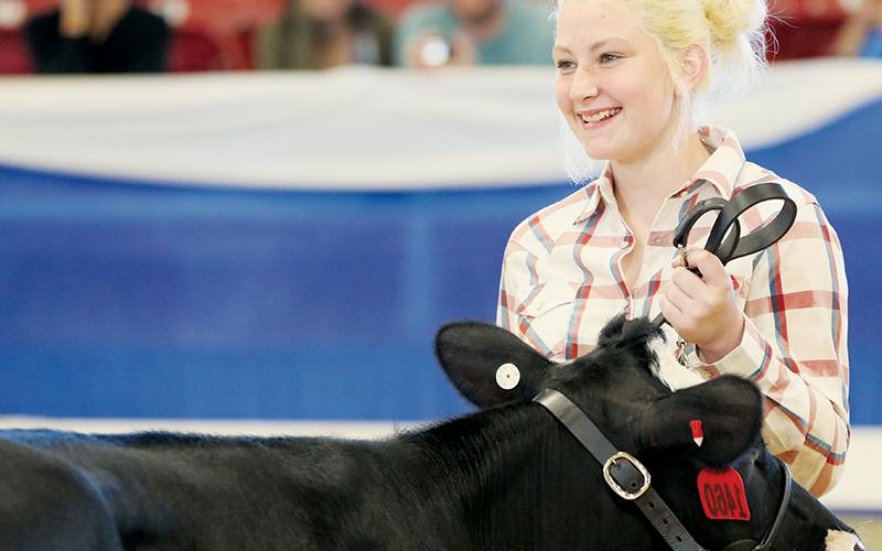 Robbinsville Middle School’s Pacey Bradshaw proudly shows her Holstein steer, Diesel, at the N.C. Mountain State Fair in September. The pair took home the first place award in showmanship.