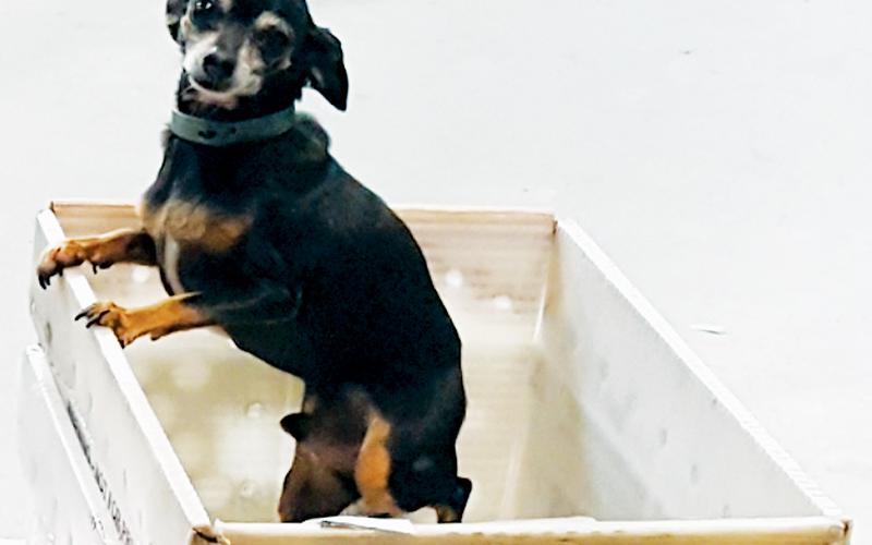 Peanut – a mixed miniature Doberman and deer head Chihuahua – was always present when The Graham Star was out for delivery. The beloved dog passed away Jan. 11.