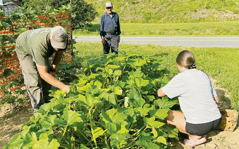 Billy Holder oversees work as Cameron (left) and Hannah Anderson tend their garden on June 29.
