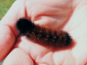 According to folklore, this woolly worm's mostly brown coat would indicate a warm winter. Photo by Amy Boggan/Contributing Photographer