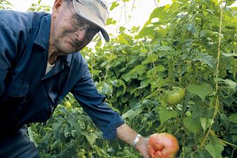 Billy Holder shows off a large tomato growing in one of his three gardens on family land in Stecoah. The 87-year-old has gardened his entire life. Photos by Charlie Benton/news@grahamstar.com