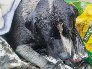 Daisy rests from exhaustion in the back of a pickup after being rescued from a deep pit filled with greasy water for at least five hours – but as long as 12 hours – between May 29-30.