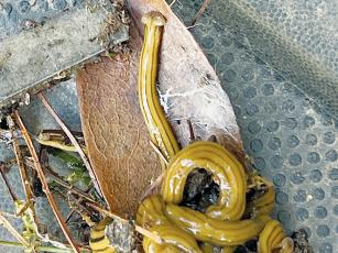 These are among the over-150 hammerhead worms that Kenneth Brooms has found in his garden off Sweetwater Road. Brooms said he started noticing the worms about four months ago. Photo by Randy Foster/news@grahamstar.com