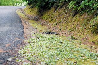 Drainage issues in ditches along Lake Santeetlah roads will soon be rectified, thanks to the town receiving over $72K from the Golden LEAF Foundation. The funds could significantly improve areas like this, located on Black Bear Trail. Photo by Kevin Hensley/editor@grahamstar.com