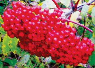 These eye-popping arrangement of mountain ash berries were found Oct. 4 on Hooper Bald. Photo by Marshall McClung/The Graham Star